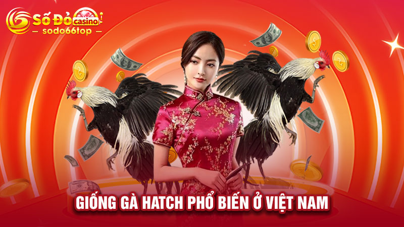 Giống gà Hatch phổ biến ở Việt Nam