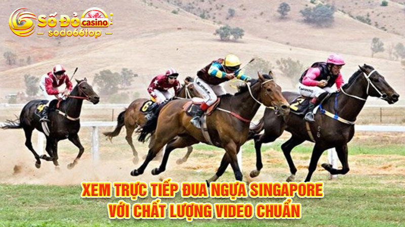 Xem trực tiếp đua ngựa Singapore với chất lượng video chuẩn